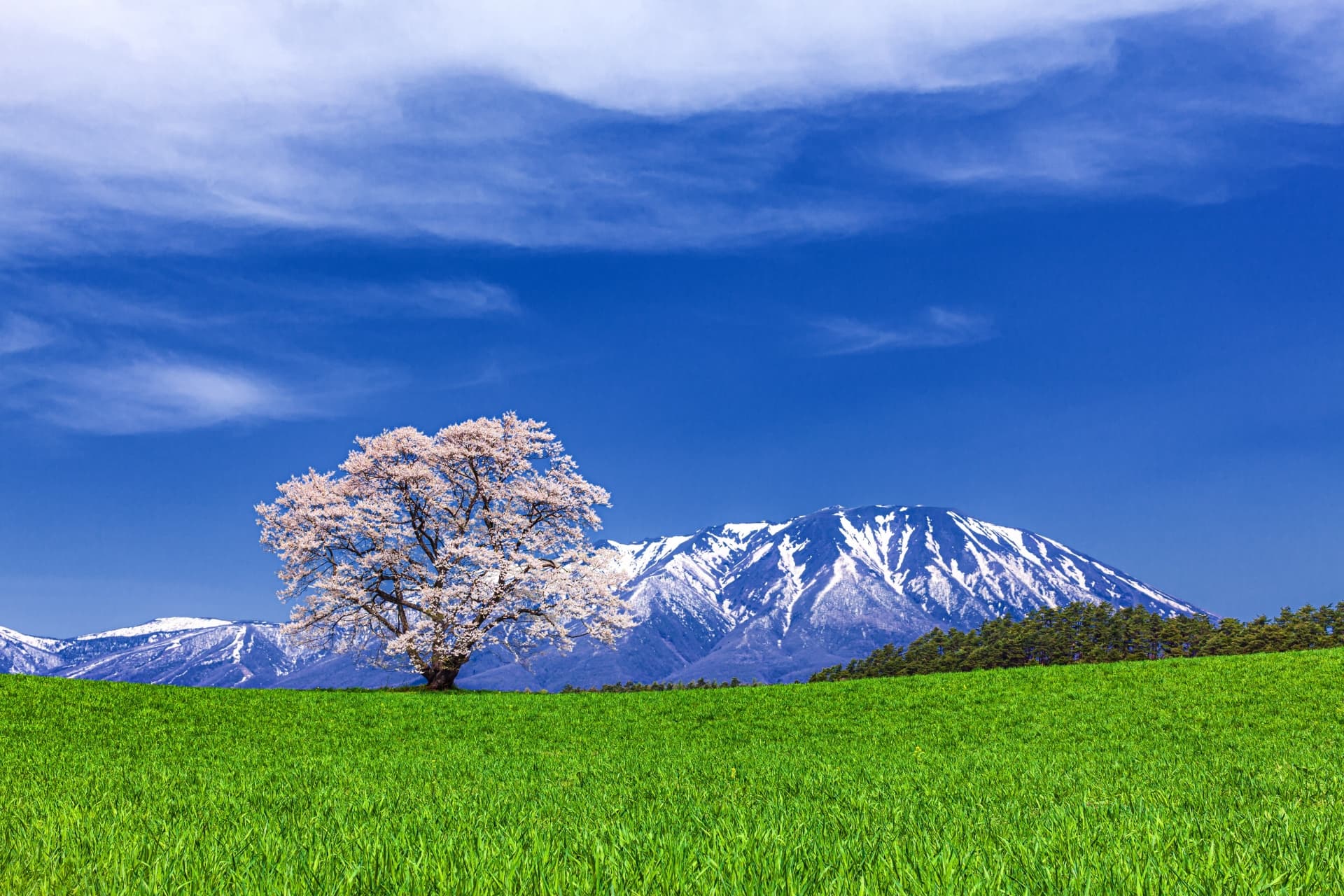 一本桜と雪の残る岩手山(小岩井農場まきば園)